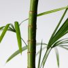 Purito Seoul Mighty Bamboo Panthenol Cleanser - Korean Skincare